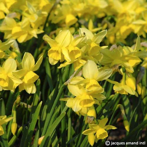 Buy Narcissus 'Stint' Bulbs online UK
