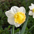 Buy Narcissus 'Sugar Dipped' Bulbs online UK