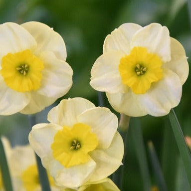 Buy Narcissus 'Sun Disc' Bulbs online UK