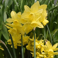 Buy Narcissus 'Sunlight Sensation' Bulbs online UK