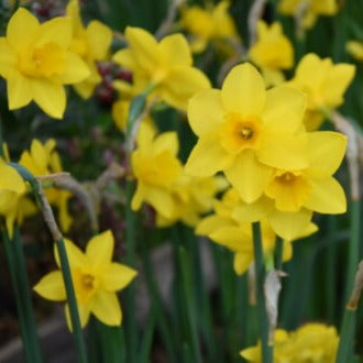 Buy Narcissus 'Sweetness' Bulbs online UK