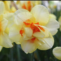 Buy Narcissus 'Tahiti' Bulbs online UK