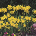 Buy Narcissus 'Tete a Tete' Bulbs online UK