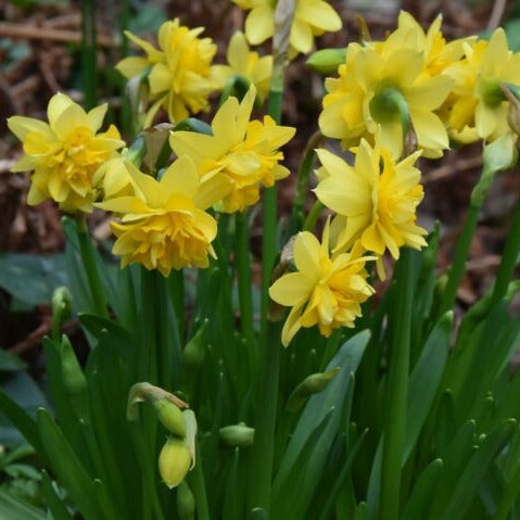 Buy Narcissus 'Tete Boucle' Bulbs online UK