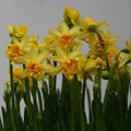 Buy Narcissus 'Tete de luxe' Bulbs online UK