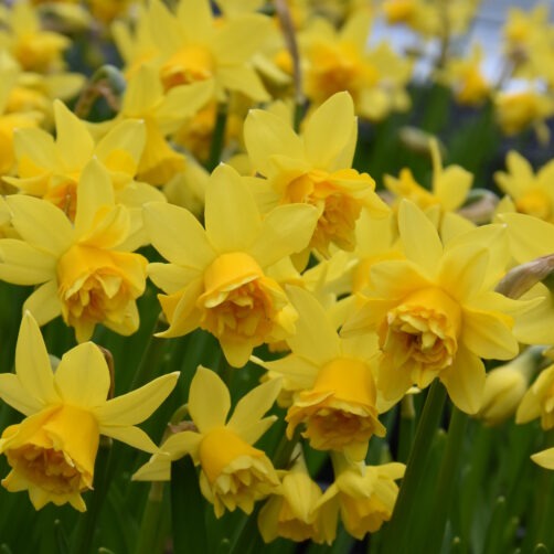 Buy Narcissus 'Tete Rosette' Bulbs online UK