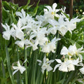 Buy Narcissus 'Thalia' Bulbs online UK