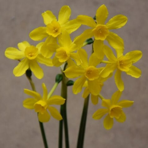 Buy Narcissus 'Tiny Bubbles' Bulbs online UK