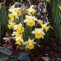 Buy Narcissus 'Topolino' Bulbs online UK