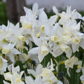 Buy Narcissus 'Toto' Bulbs online UK