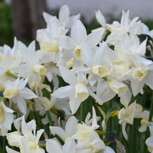 Buy Narcissus 'Toto' Bulbs online UK