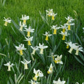 Buy Narcissus 'Tracey' Bulbs online UK