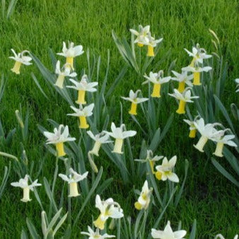 Buy Narcissus 'Tracey' Bulbs online UK
