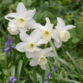 Buy Narcissus 'Tresamble' Bulbs online UK