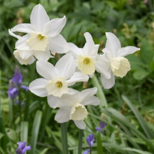 Buy Narcissus 'Tresamble' Bulbs online UK