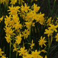 Buy Narcissus 'Twinkling Yellow' Bulbs online UK