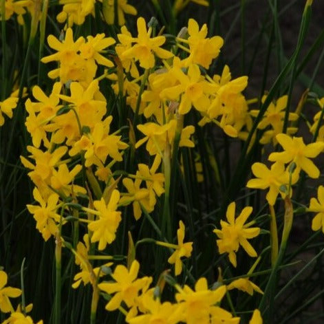 Buy Narcissus 'Twinkling Yellow' Bulbs online UK