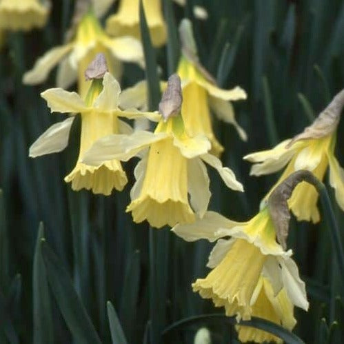 Buy Narcissus 'W. P. Milner' Bulbs online UK