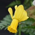 Buy Narcissus 'Warbler' Bulbs online UK