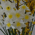 Buy Narcissus 'White Lady' Bulbs online UK