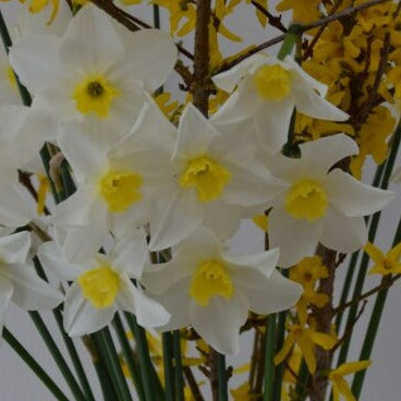 Buy Narcissus 'White Lady' Bulbs online UK