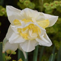 Buy Narcissus 'White Lion' Bulbs online UK