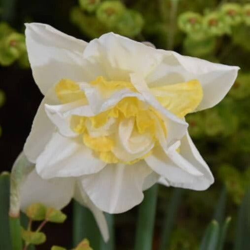 Buy Narcissus 'White Lion' Bulbs online UK