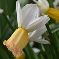 Buy Narcissus 'Winter Waltz' Bulbs online UK