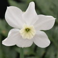 Buy Narcissus 'Xit' Bulbs online UK