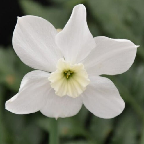 Buy Narcissus 'Xit' Bulbs online UK