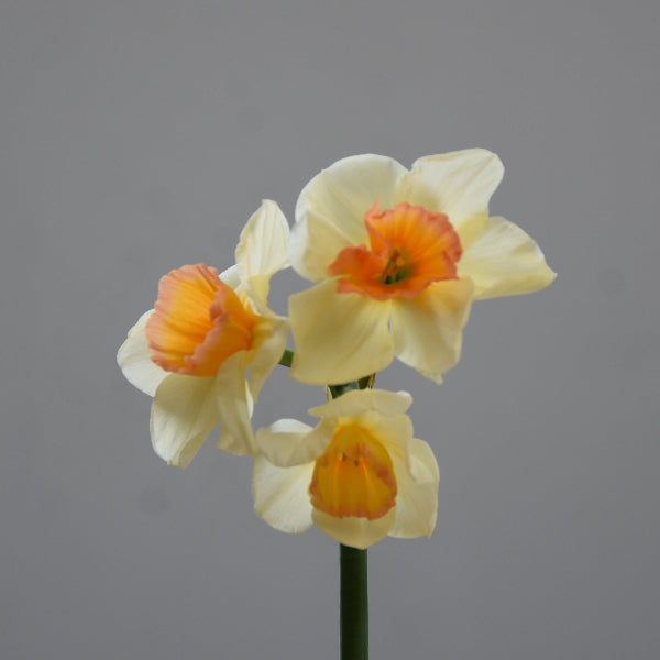 Buy Narcissus 'Yazz' Bulbs online UK