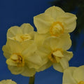 Buy Narcissus 'Yellow Cheerfulness' Bulbs online UK