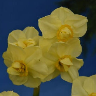 Buy Narcissus 'Yellow Cheerfulness' Bulbs online UK