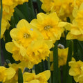 Narcissus Yellow Parrot