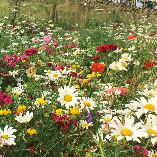 Native-enriched Wildflower Turf
