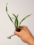 Needle Leaf Java Fern