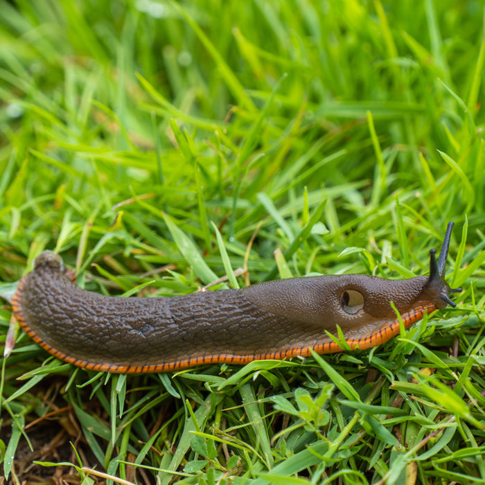 Buy Nemaslug 2.0 Biological Slug Killer (Parasitic Nematodes - Phasmarhabditis californica) online UK