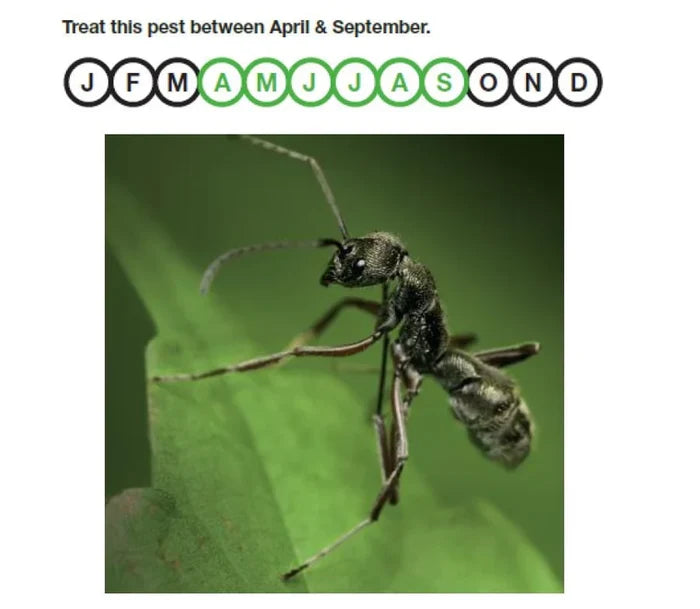 Nemasys Natural No Ants Nematodes (Steinernema feltiae) season guide