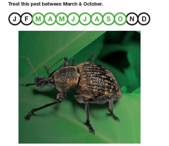 Buy Nemasys Natural Vine Weevil Killer online UK