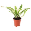 Buy Neoregelia 'Fireball' Variegated online UK