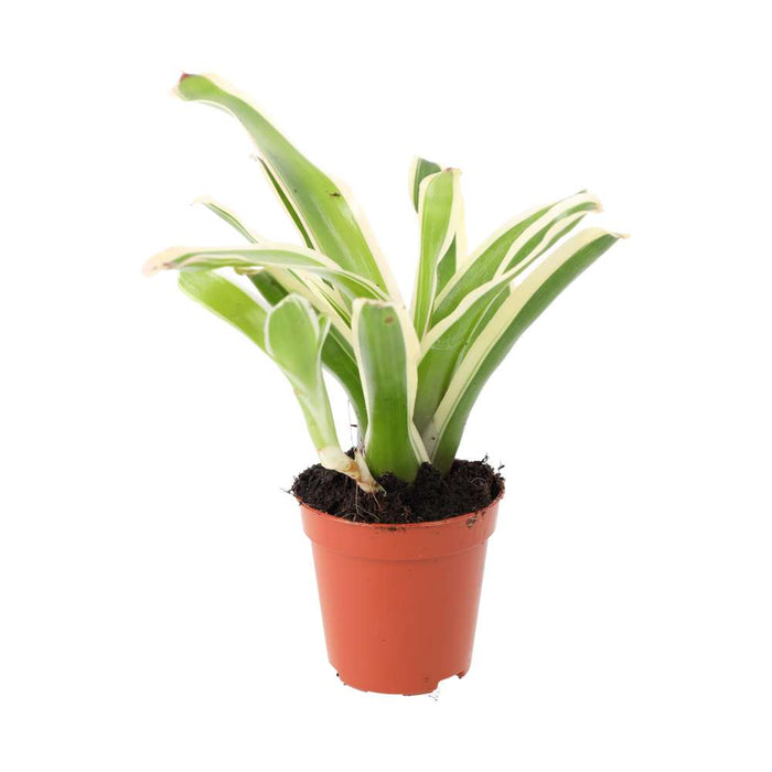 Buy Neoregelia 'Fireball' Variegated online UK