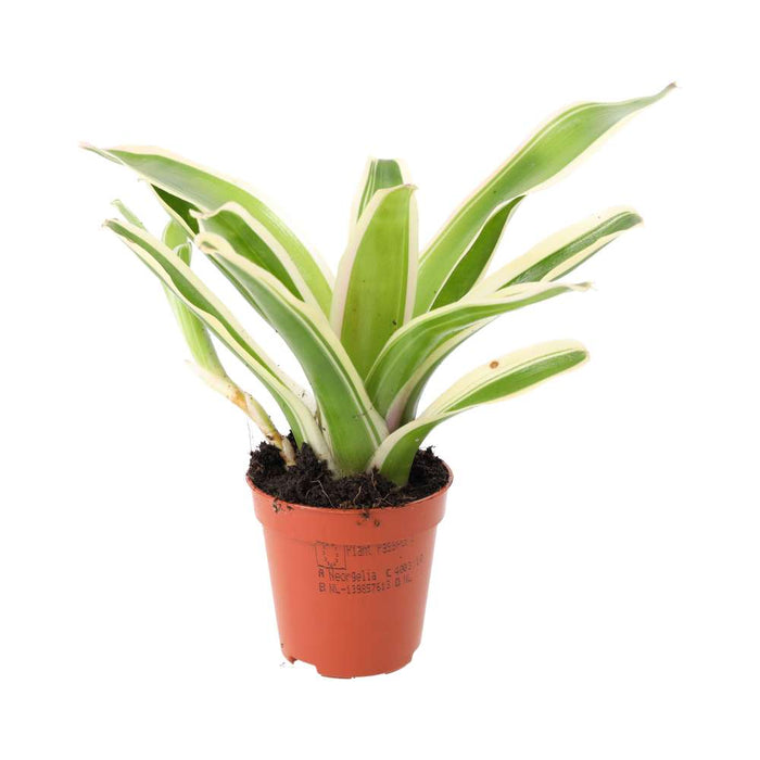 Buy Neoregelia 'Fireball' Variegated online UK