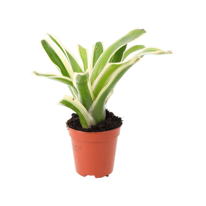 Buy Neoregelia 'Fireball' Variegated online UK