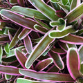 Buy Neoregelia 'Fireball' online UK