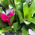 Buy Neoregelia sp. (Blushing Bromeliad) online UK