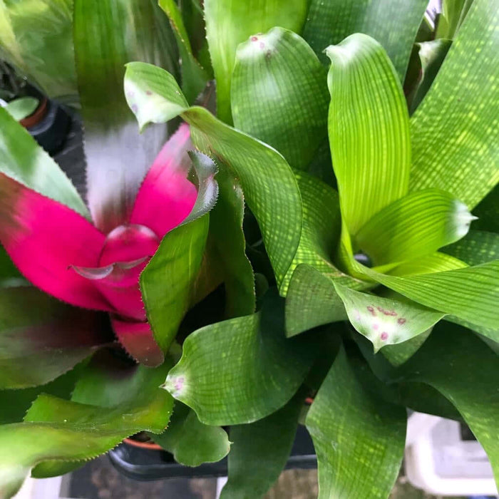 Buy Neoregelia sp. (Blushing Bromeliad) online UK