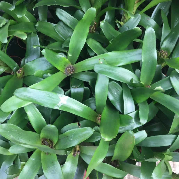 Buy Neoregelia sp. (Blushing Bromeliad) online UK