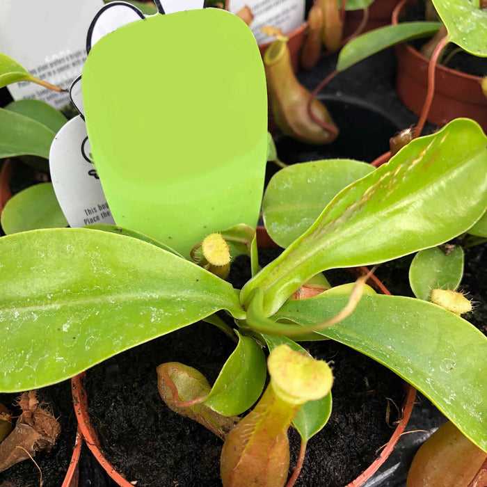 Buy Nepenthes 'Bloody Mary' online UK