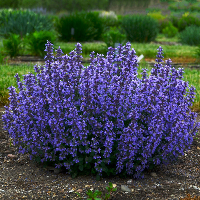 Buy Nepeta 'Cats Pajamas' online UK