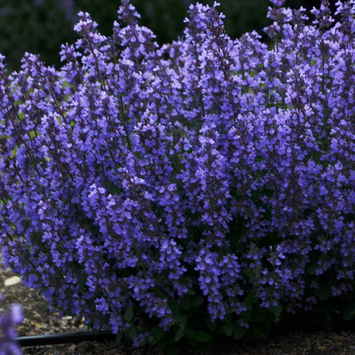 Buy Nepeta 'Cats Pajamas' online UK